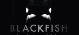 blackfish